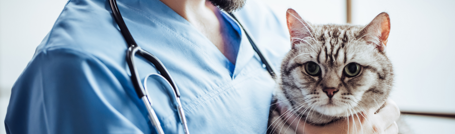 Seguro para Veterinarias y Petshop