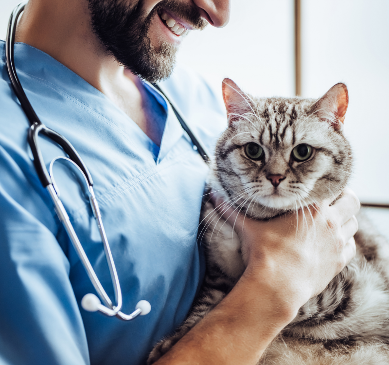 Seguro para Veterinarias y Petshop